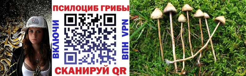 Галлюциногенные грибы Psilocybine cubensis  Балей 
